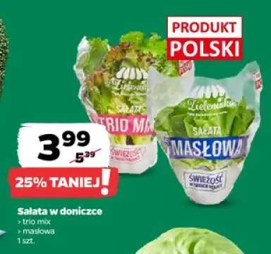 sałata w doniczce
