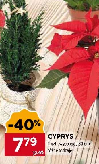 cyprys