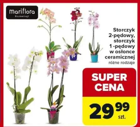 Storczyk 2-pędowy, storczyk 1-pędowy w osłonce ceramicznej różne rodzaje