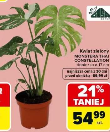 Kwiat zielony Monstera Thai Constellation doniczka ø 17cm
