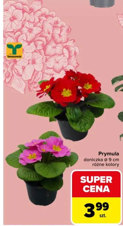 Prymula doniczka różne kolory