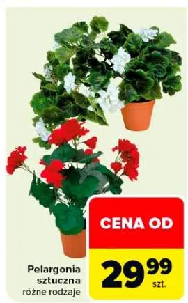 Pelargonia sztuczna różne rodzaje