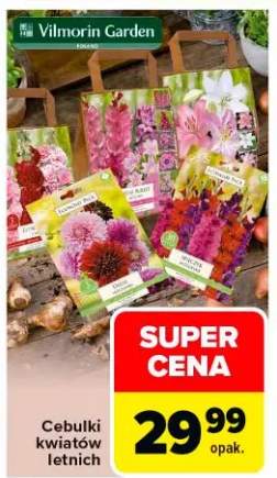 Cebulki kwiatów letnich