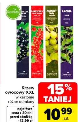 Krzew owocowy XXL w kartonie różne odmiany