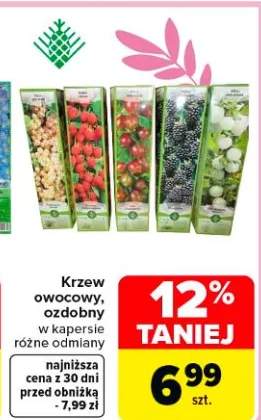 Krzew owocowy, ozdobny w kapersie różne odmiany