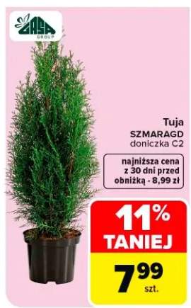 Tuja SMARAGD doniczka C2