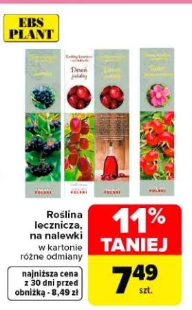 Roślina lecznicza na nalewki różne odmiany