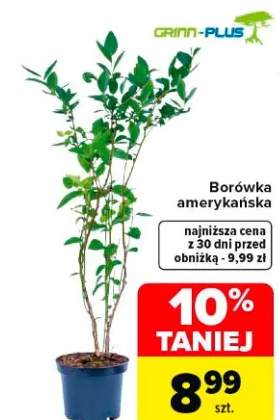 Borówka amerykańska