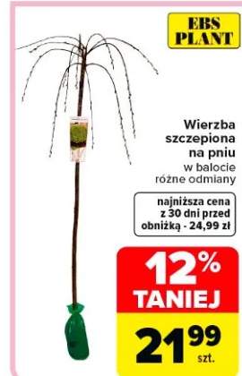 Wierzba szczepiona na pniu w balocie różne odmiany