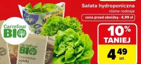 Sałata hydroponiczna różne rodzaje