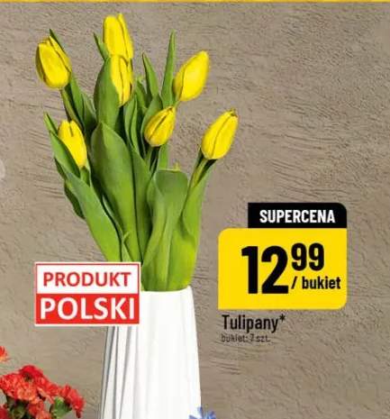 tulipany
