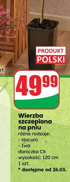 wierzba