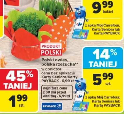 Polski owies, polska rzeżucha w doniczce