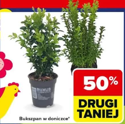 Bukszpan w doniczce