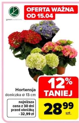 Hortensja doniczka ø 13 cm