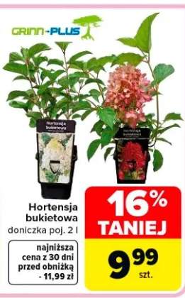 Hortensja bukietowa doniczka poj. 2 l