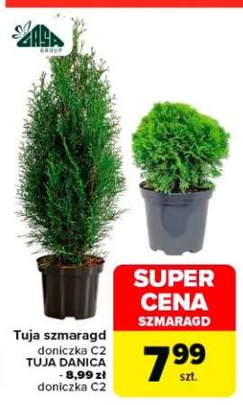 Tuja szmaragd doniczka C2