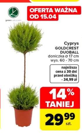 Cyprys GOLDCREST DUGBALL doniczka ø 17 cm wys. 60 - 70 cm