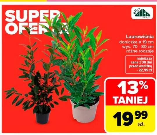 Laurowiśnia doniczka ø 19 cm wys. 70 - 80 cm