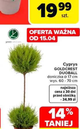 Cyprys GOLDCREST DUGBALL doniczka ø 17 cm wys. 60 - 70 cm