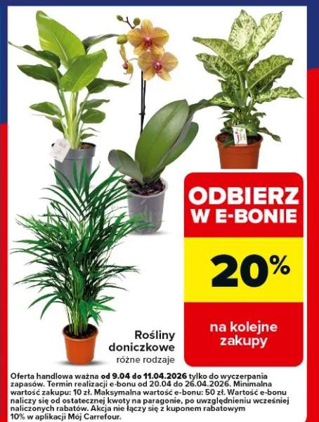 Rośliny doniczkowe różne rodzaje