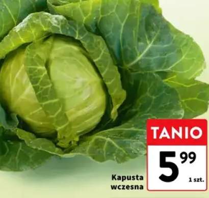 kapusta wczesna