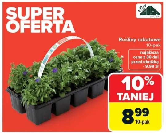 Rośliny rabatowe 10-pak