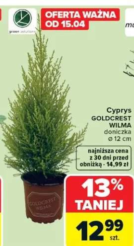 Cyprys goldcrest wilma doniczka ø 12 cm