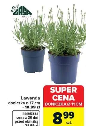 Lawenda doniczka ø 17 cm - 18,99 zł