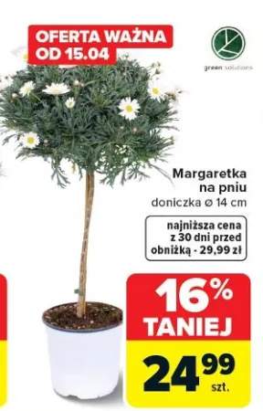 Margaretka na pniu doniczka ø 14 cm