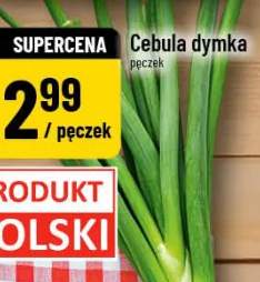 cebula dymka