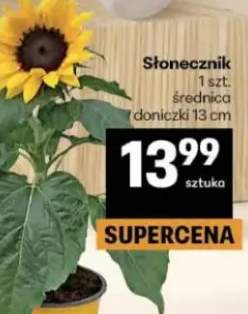 słonecznik
