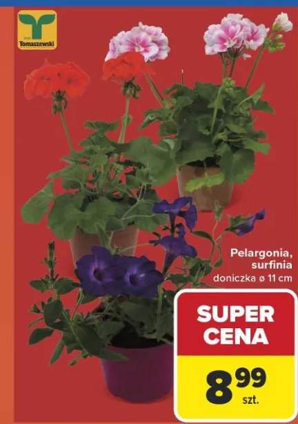 Pelargonia surfinia doniczka ø11cm Tomaszewski