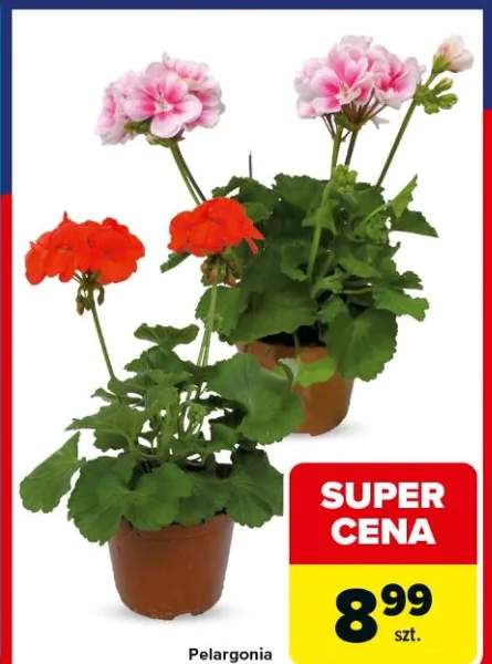 Pelargonia
