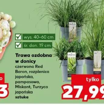 trawa ozdobna