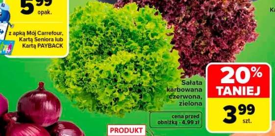 Sałata karbowana czerwona
