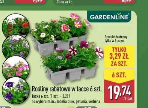 rośliny rabatowe