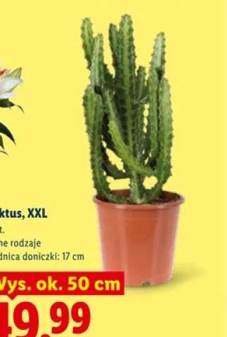 kaktus