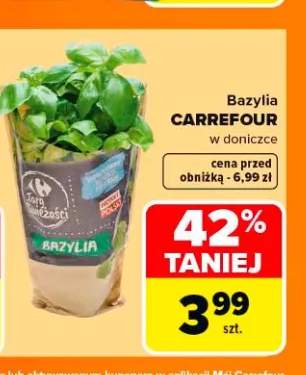 Bazylia w doniczce CARREFOUR