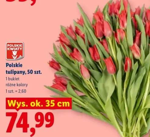 tulipany