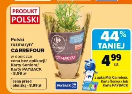 Rozmaryn w doniczce polski Carrefour