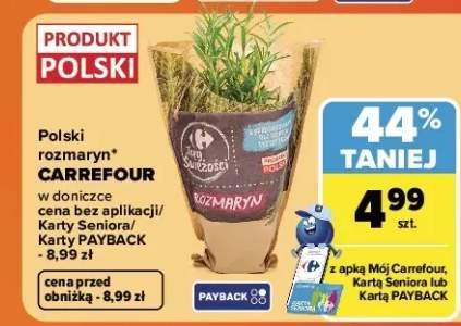Rozmaryn w doniczce polski Carrefour