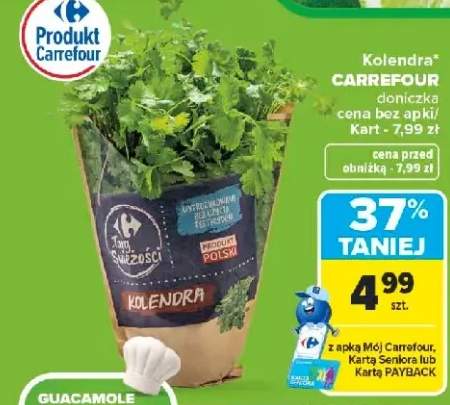 Kolendra Carrefour doniczka