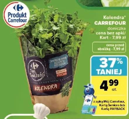 Kolendra doniczka Carrefour