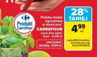 Mięta ogrodowa w doniczce Carrefour