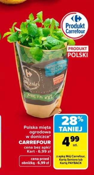 Mięta ogrodowa w doniczce polska Carrefour