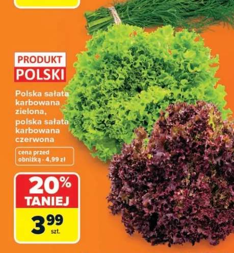 Sałata karbowana zielona polska +1 wariant