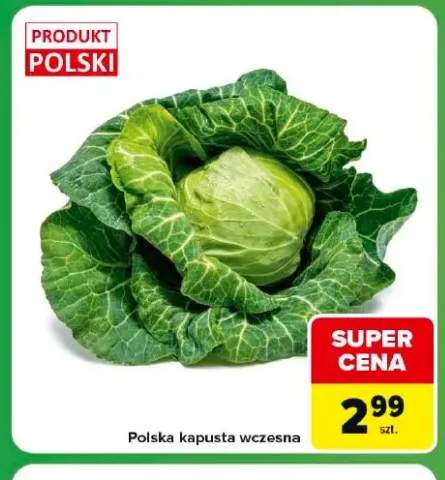 Kapusta wczesna polska