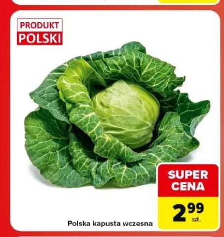 Kapusta wczesna polska
