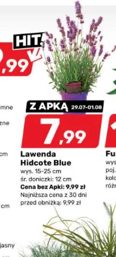 lawenda